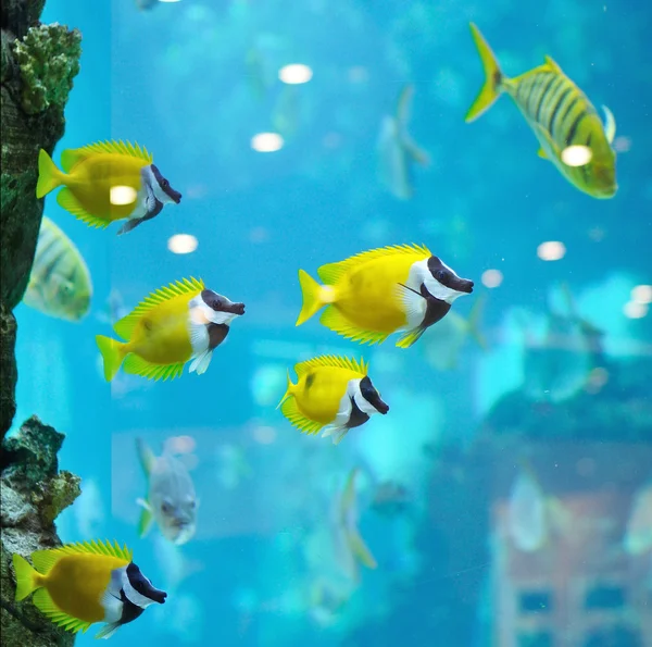 birkaç olduğunu balık