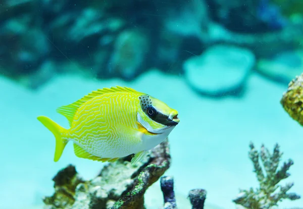 Rabbitfish mascarado - Siganus puellus — Fotografia de Stock