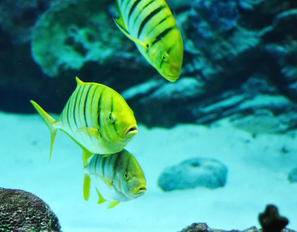 Gnathanodon speciosus rayas negras peces amarillos — Foto de Stock