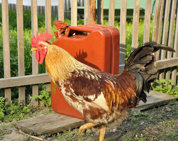 Alerta de polla roja —  Fotos de Stock