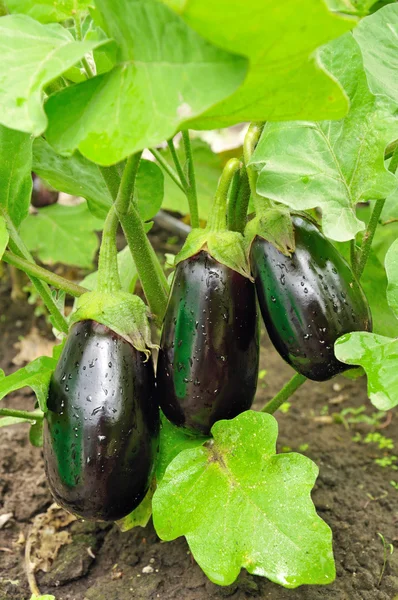 Three purple eggplants — Stock Photo, Image