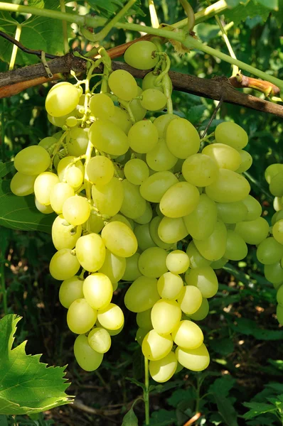 Groeiende tak van de groene druif in zonlicht — Stockfoto