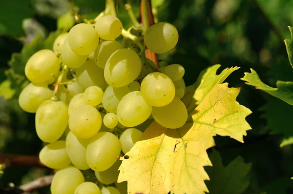Groeiende tak van de groene druif in zonlicht — Stockfoto