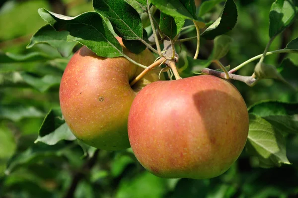 Dos manzanas rojas en la rama — Foto de Stock