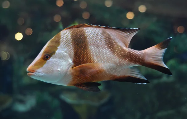 Pesce a strisce bianche e marroni in acquario d'acqua salata — Foto Stock
