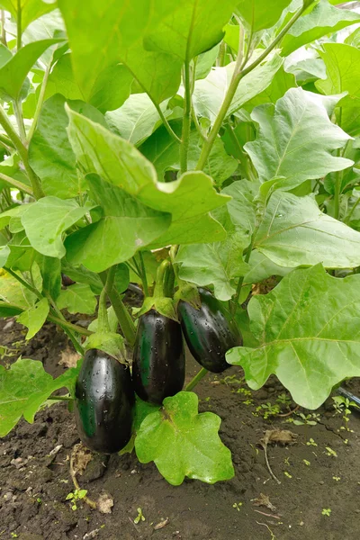 Three purple eggplants — Stock Photo, Image