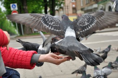 kadın el üzerinde oturan şehir güvercini