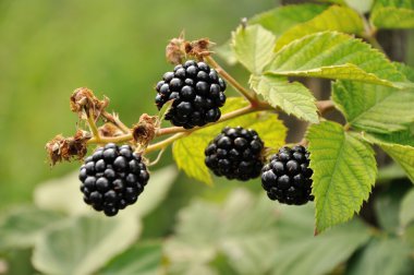 Blackberry şubesi