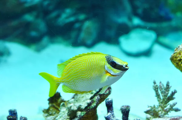 Masked Rabbitfish - Siganus puellus — Stock Photo, Image