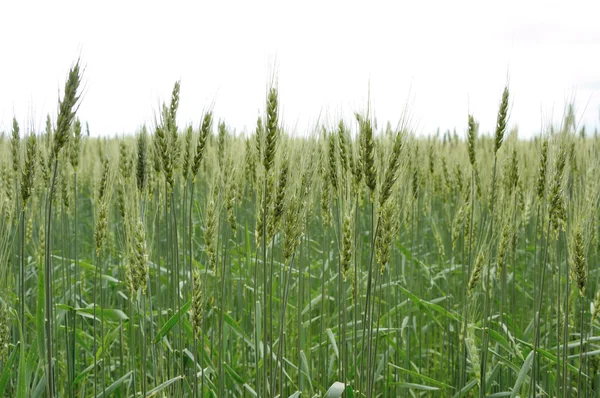 Green wheat on backgraund of sky — Stock Photo, Image