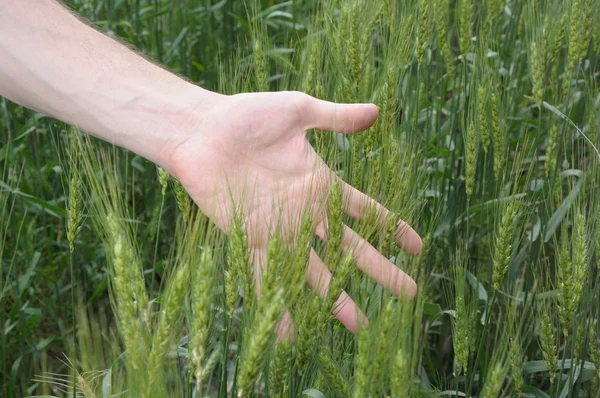 Man's hand met spicas van tarwe — Stockfoto