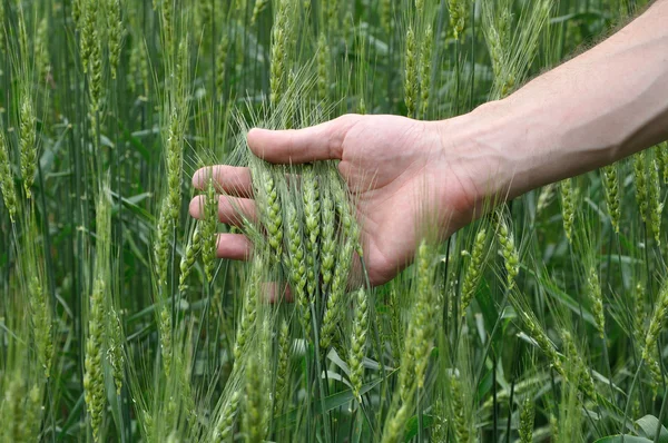 Man's hand holding spicas of wheat — Stock Photo, Image