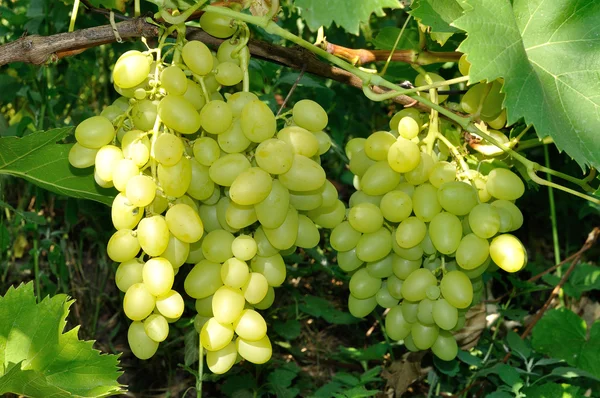 Growing branch of green grape in sunlight — Stock Photo, Image