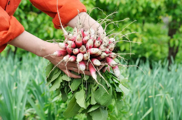 Bunch of radishes in a hand — Stock Photo, Image