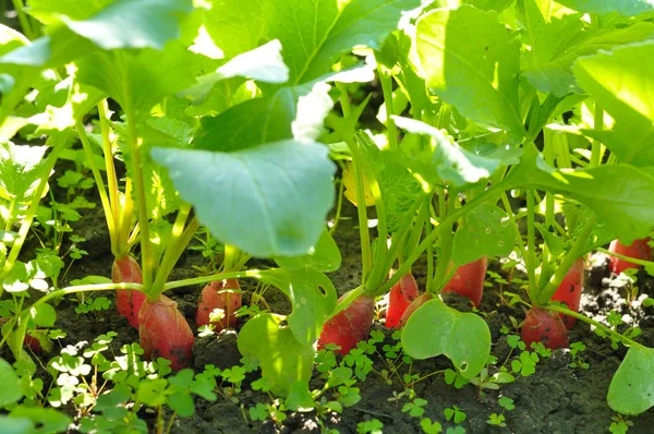 Radishes growing in soil — Stock Photo, Image