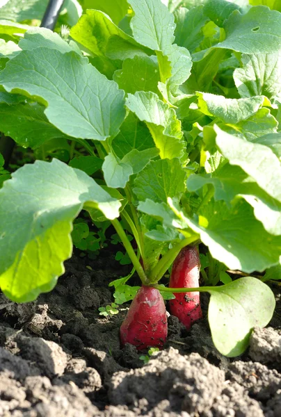 Two radishes growing in soil — Stock Photo, Image