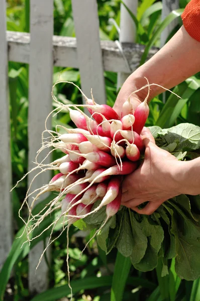 Bunch of radishes in woman hands — Stock Photo, Image