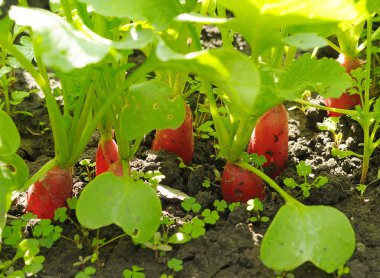 toprakta büyüyen turp