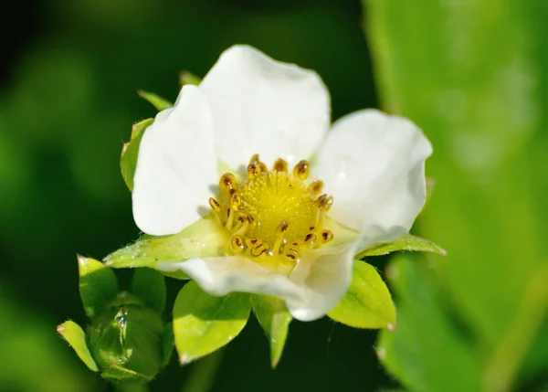 Bocciolo e fiore bianco di fragola — Foto Stock