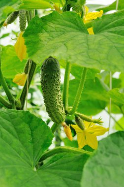 Genç salatalık büyüyen ve salatalık yumurtalık