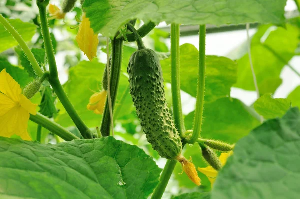 Pepinos jovens que crescem na vara e ovários de pepino — Fotografia de Stock