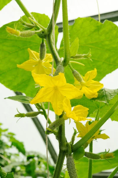 Veel gele bloemen op komkommer de eierstokken — Stockfoto