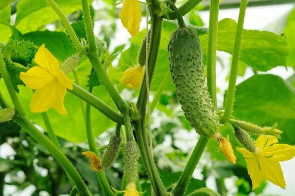 Pepinos jovens que crescem nos ovários e pepino — Fotografia de Stock