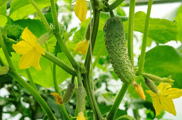 Jonge komkommers groeien op de en komkommer eierstokken Stockfoto