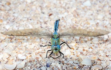 Deniz kabukları üzerinde oturan mavi yusufçuk