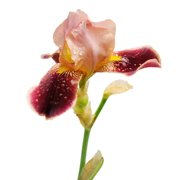 Burgunder Iris Blume isoliert auf weißem Hintergrund — Stockfoto