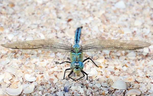 坐在海边的贝壳上的蓝色蜻蜓 — 图库照片