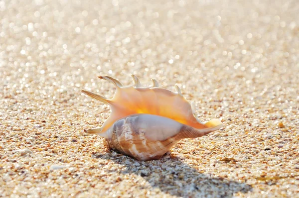 Cangkang eksotis di pantai — Stok Foto