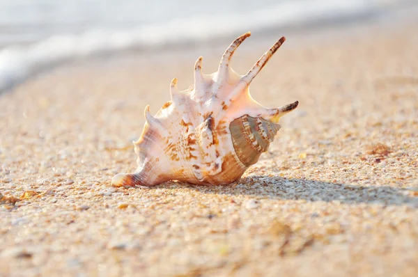 Cangkang eksotis di pantai — Stok Foto