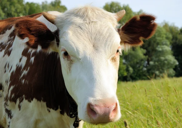 Białe i brązowe krowy na pastwisku — Zdjęcie stockowe