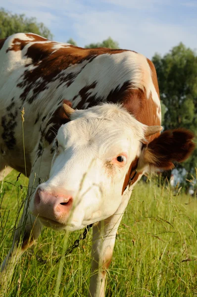 Koe op een zomerweide — Stockfoto