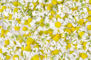 Papatya başkanları tarafından yapılan arka plan