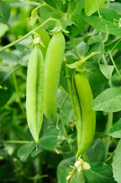 A borsó termesztés Bush — Stock Fotó