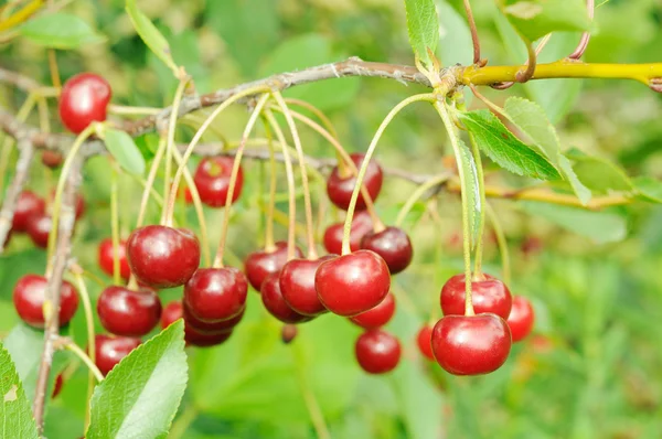 Branch of ripe cherry — Stock Photo, Image