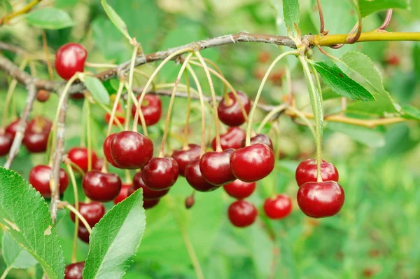 Branch of ripe cherry — Stock Photo, Image