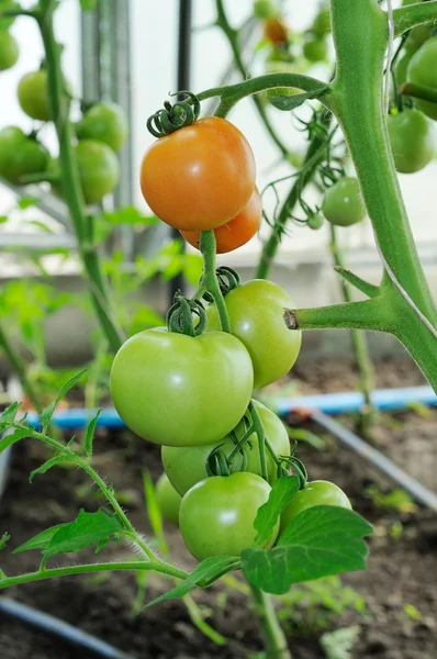 Branch of ready to ripen tomatoes — Stock Photo, Image
