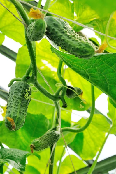Cucumbers growing in a greenhouse — Stock Photo, Image