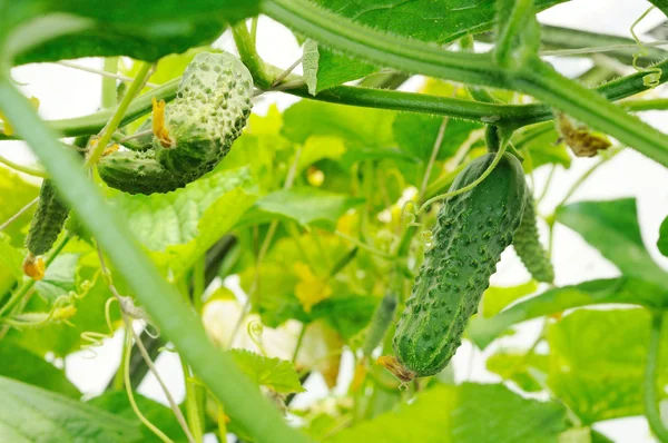 Komkommers groeien in een kas — Stockfoto