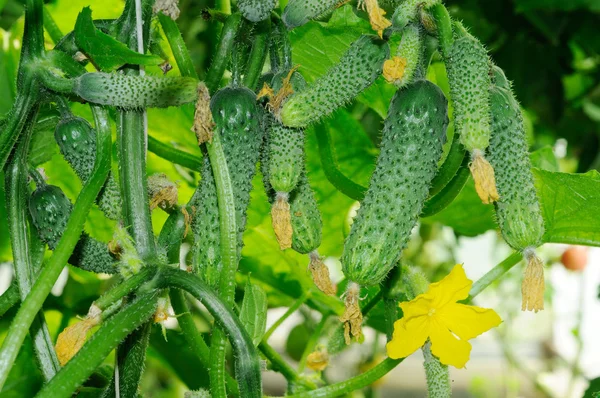 Young cucumbers growing in a greenhouse — Stock Photo, Image