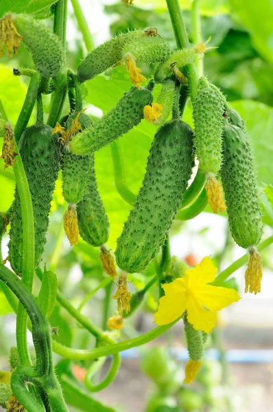 Jonge komkommers groeien in een kas — Stockfoto