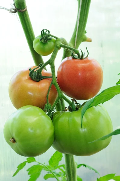 Branche de tomates prêtes à mûrir — Photo