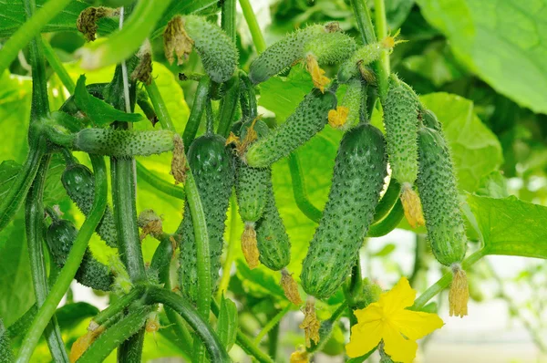 Jonge komkommers groeien in een kas Rechtenvrije Stockfoto's