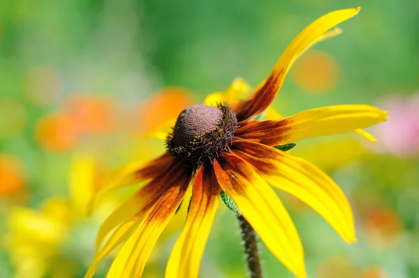 Rudbeckia on soft green background — Stock Photo, Image