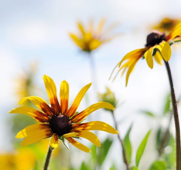 Rudbeckia davanti al cielo luminoso — Foto Stock