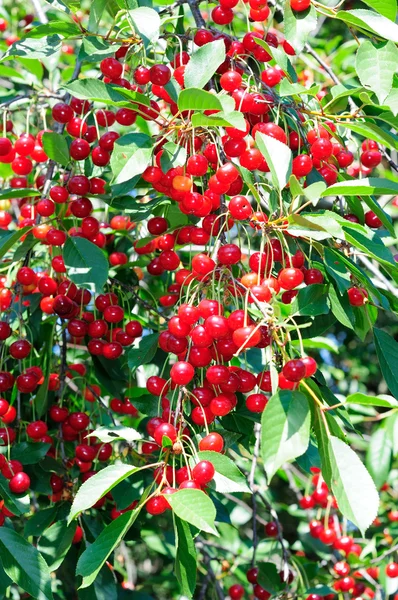 Branch of ripe cherry — Stock Photo, Image