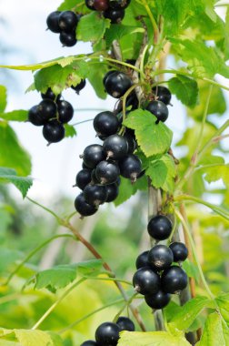 Siyah frenk üzümü Şubesi